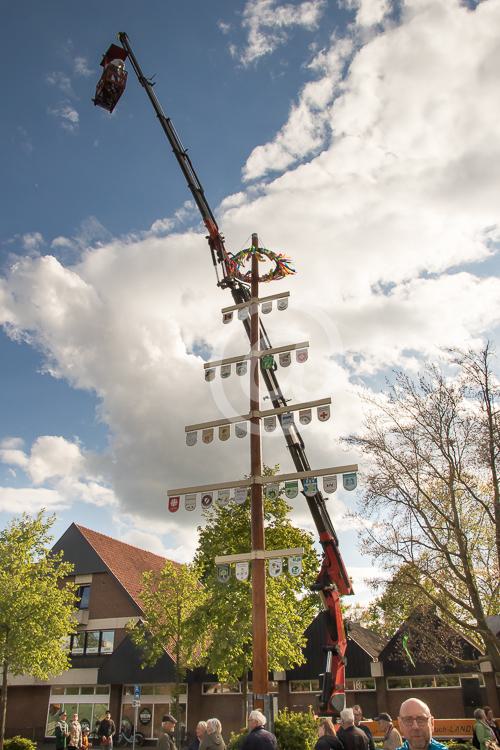 Der Clarholzer Maibaum